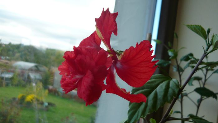 Picture 2381 - x 2013 hibiscus rosa sinesis 3