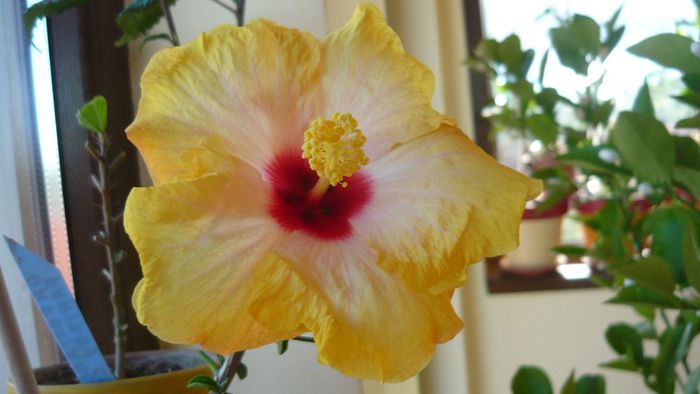 Picture 2350 - x 2013 hibiscus rosa sinesis 3