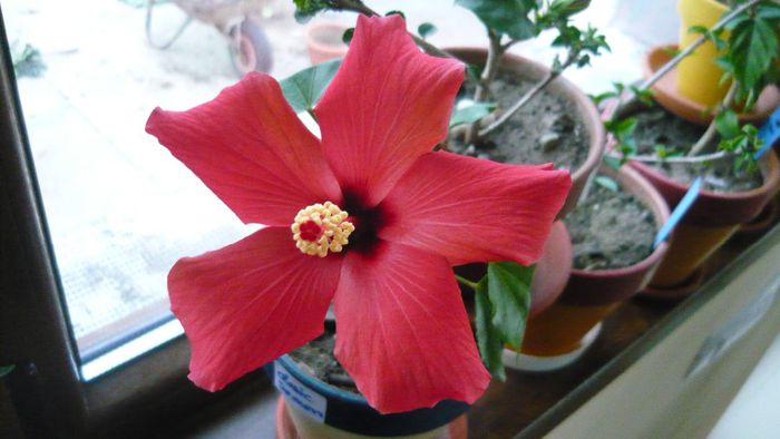 Picture 2333 - x 2013 hibiscus rosa sinesis 3