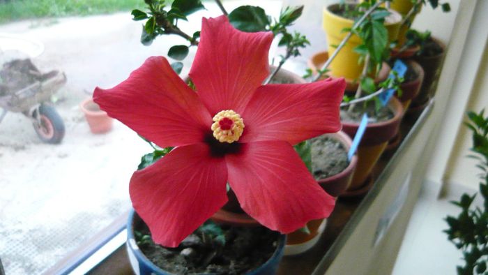 Picture 2334 - x 2013 hibiscus rosa sinesis 3