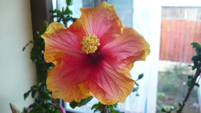 Picture 2410 - x 2013 hibiscus rosa sinesis 3
