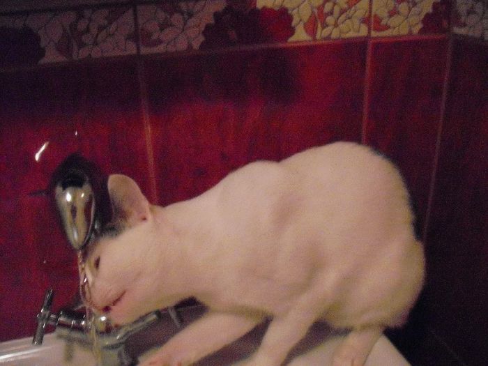 Picture 996