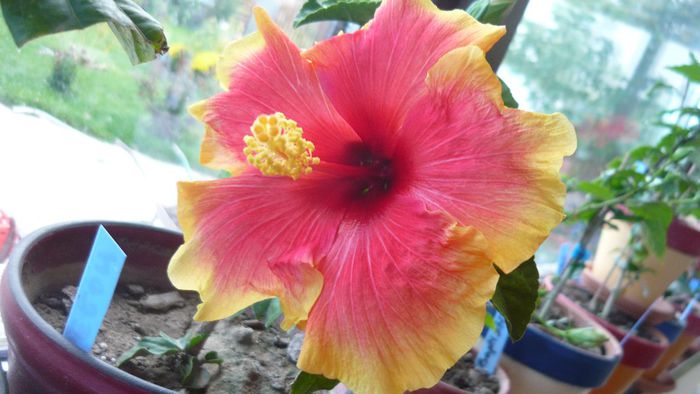 Picture 2411 - x 2013 hibiscus rosa sinesis 3