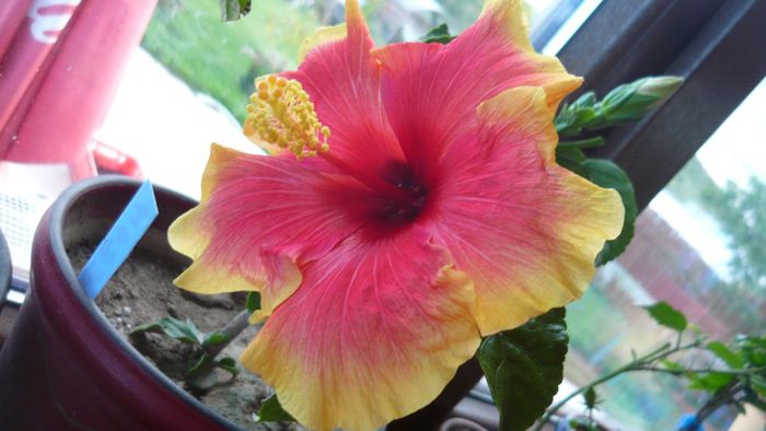 Picture 2412 - x 2013 hibiscus rosa sinesis 3