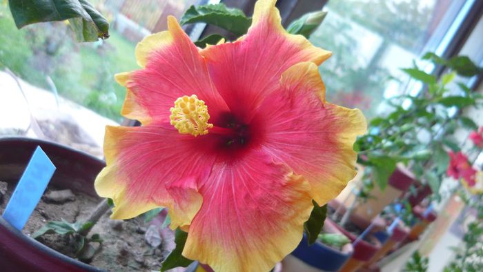 Picture 2413 - x 2013 hibiscus rosa sinesis 3