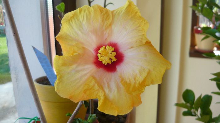 Picture 2349 - x 2013 hibiscus rosa sinesis 3