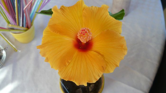 Picture 2352 - x 2013 hibiscus rosa sinesis 3