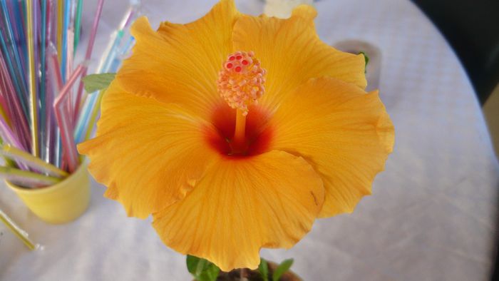 Picture 2353 - x 2013 hibiscus rosa sinesis 3