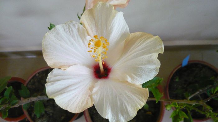 Picture 2439 - x 2013 hibiscus rosa sinesis 3