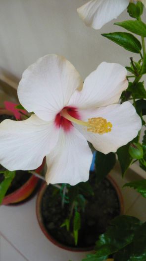 Picture 2440 - x 2013 hibiscus rosa sinesis 3