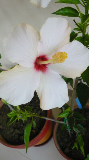 Picture 2441 - x 2013 hibiscus rosa sinesis 3