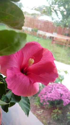 Picture 2450 - x 2013 hibiscus rosa sinesis 3