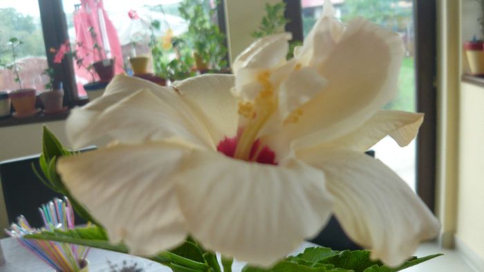Picture 2434 - x 2013 hibiscus rosa sinesis 3