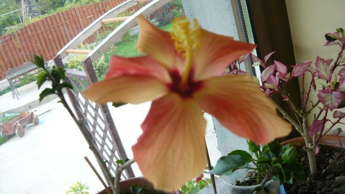 Picture 2437 - x 2013 hibiscus rosa sinesis 3