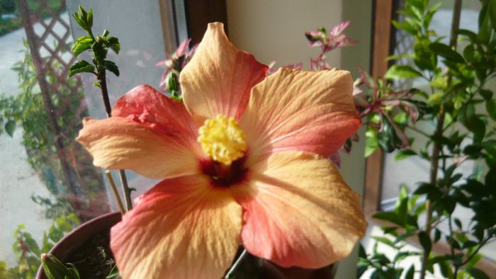 Picture 2354 - x 2013 hibiscus rosa sinesis 3