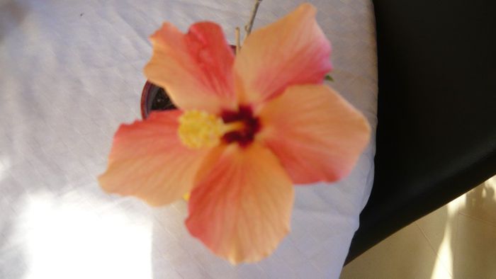 Picture 2356 - x 2013 hibiscus rosa sinesis 3