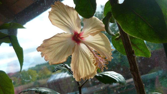 Picture 2358 - x 2013 hibiscus rosa sinesis 3