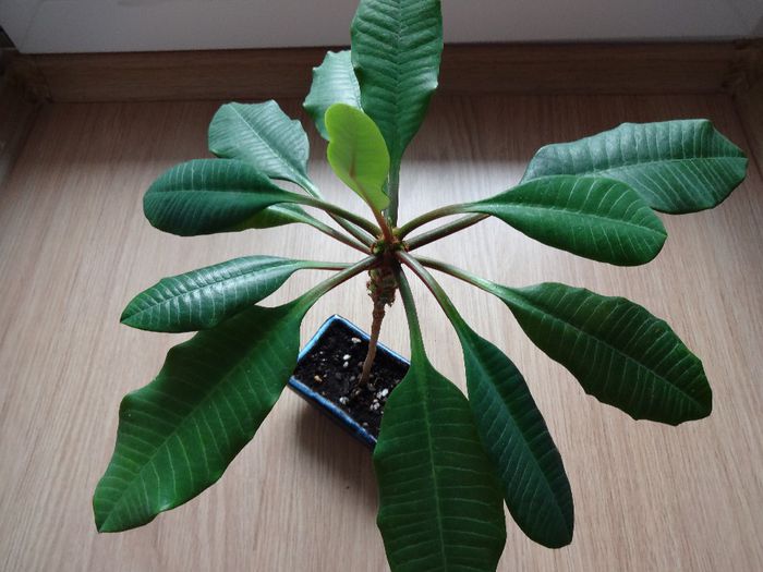 DSC02567 - Euphorbia leuconeura