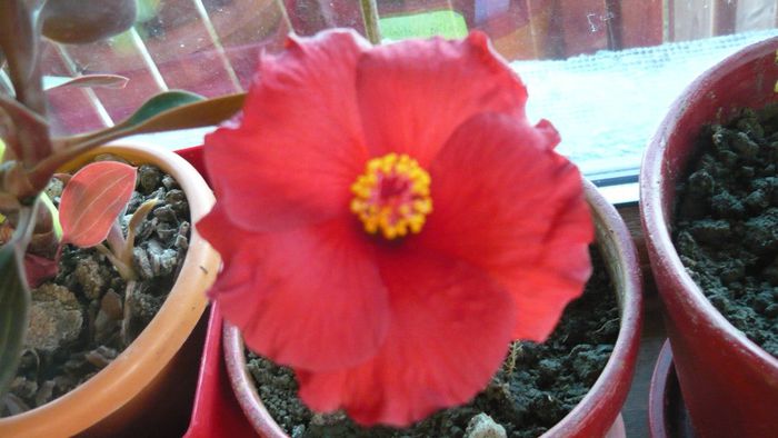Picture 2347 - x 2013 hibiscus rosa sinesis 3