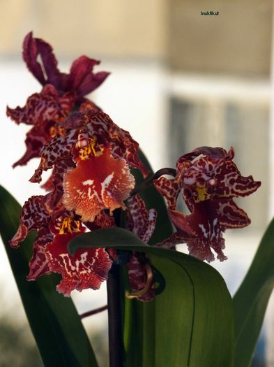 orhidee2 - DE IDENTIFICAT -ORHIDEE