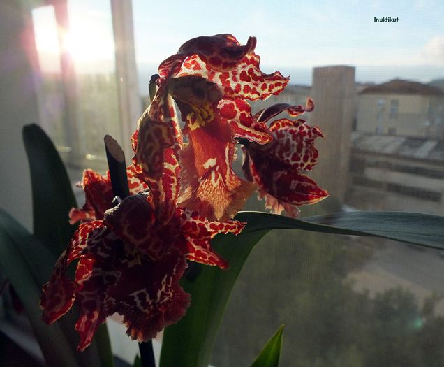 orhidee4 - DE IDENTIFICAT -ORHIDEE