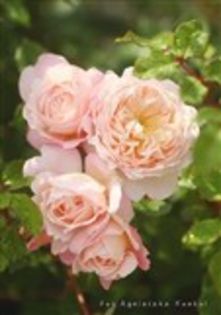 Crocus rose - trandafiri de achizitionat toamna 2013 floribunda