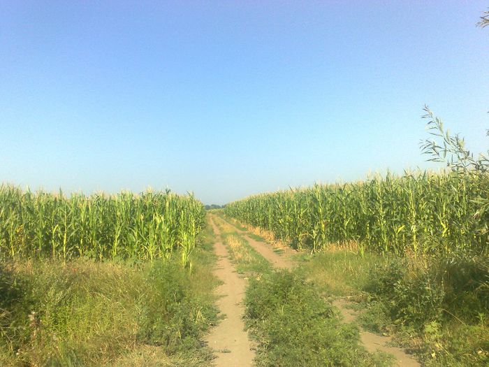 290720131226 - pastoral la floarea soarelui 2013