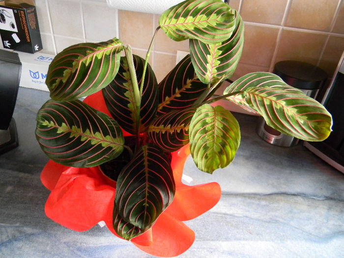 MARANTA TRICOLOR; HERRINGBONE PLANT

