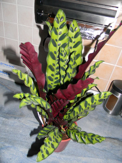 CALATHEA INSIGNA - RATLE SNAKE- SEARA; CALATHEA INSIGNA -RATLE SNAKE-  - SEARA.
ZIUA FRUNZELE SE DESCHID SI SEARA SE INCHID
