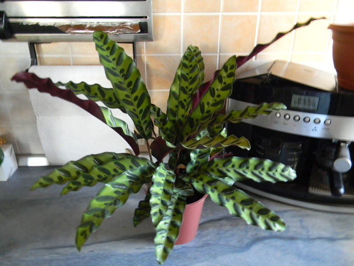 CALATHEA INSIGNA - RATLE SNAKE - ZIUA; CALATHEA INSIGNA -RATLE SNAKE- - ZIUA.
ZIUA FRUNZELE SE DESCHID SI SEARA SE INCHID
