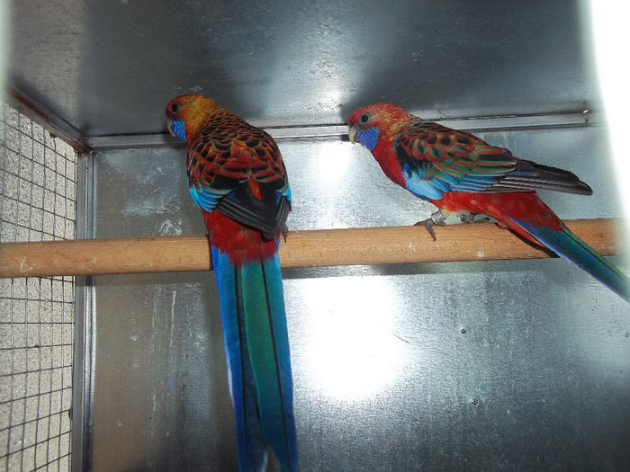 MATCA ROSELLA PENAT ORANGE