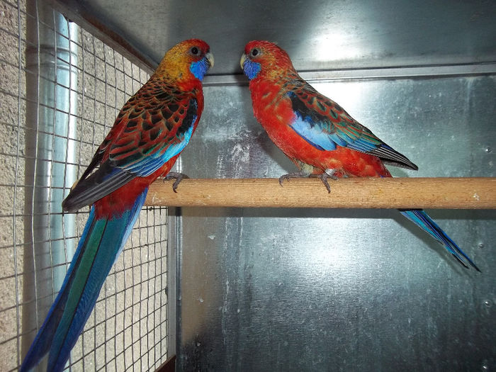 MATCA ROSELLA PENAT ORANGE