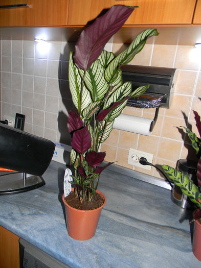 CALATHEA WHITE STRIP - SEARA; ZIUA FRUNZELE SE DESCHID SI NOAPTEA SE INCHID
