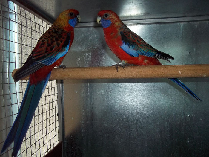 MATCA ROSELLA PENAT ORANGE