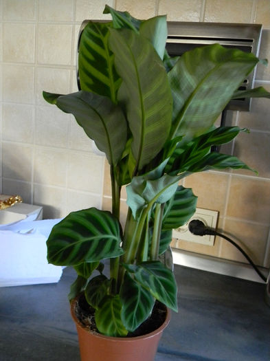 CALATHEA - ZEBRINA - NOAPTEA; ZIUA FRUNZELE SE DESCHID SI NOAPTEA SE INCHID
