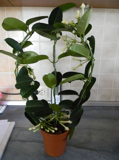 DSCN7527; STEPHANOTIS
