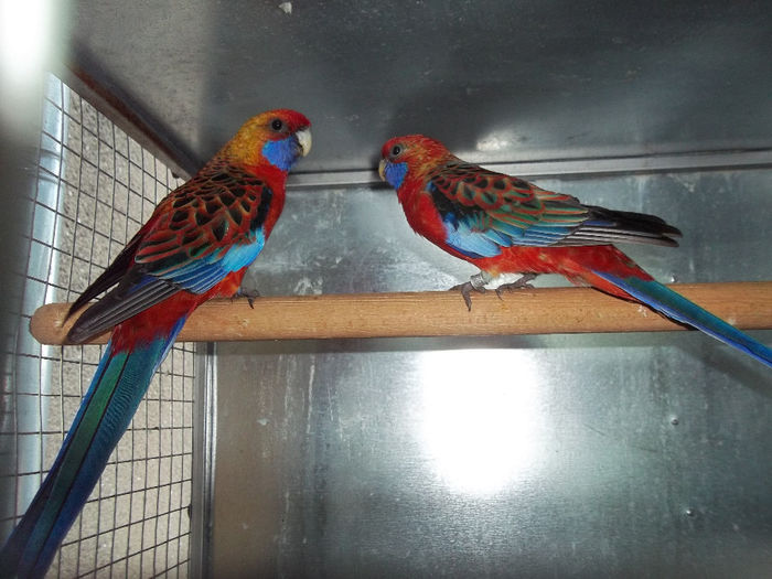 MATCA ROSELLA PENAT ORANGE 1; NOUA MEA ACHIZITIE
