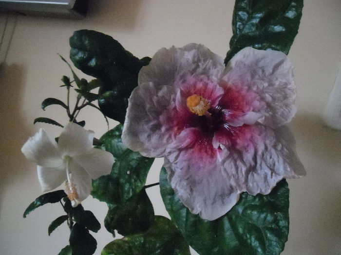 Hibiscus grup - Hibiscus 2013-3