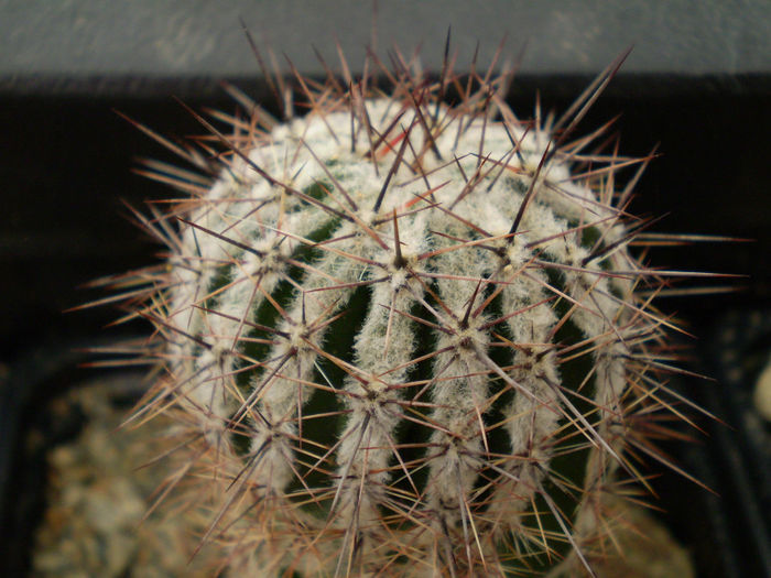 Echinopsis cv "Haku-yo"