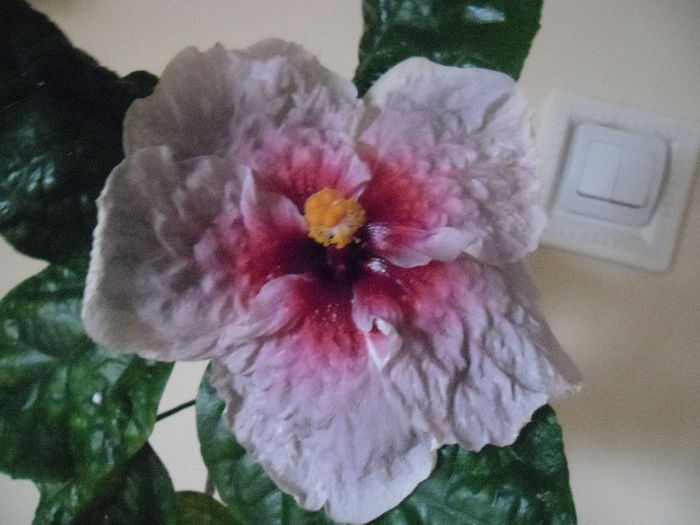 Ephemeral - Hibiscus 2013-3