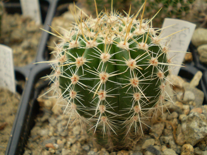 Echinopsis hb Violet Beuty