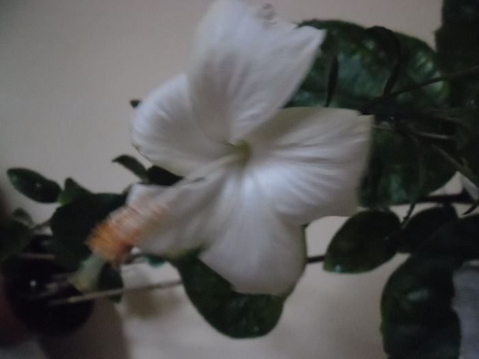 Dainty white - Hibiscus 2013-3