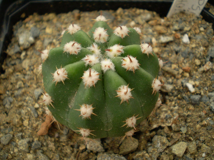 Echinopsis caliantholiliacina - 2013