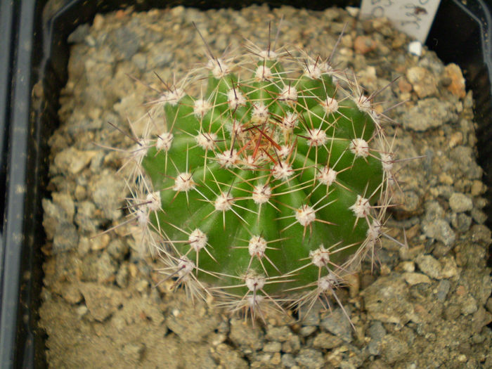 Echinopsis altrosa