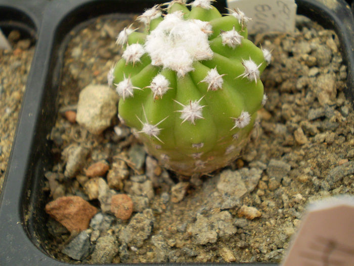 Echinopsis subdenudata sp 2