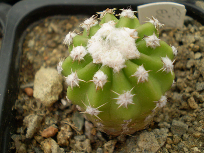 Echinopsis subdenudata sp 2