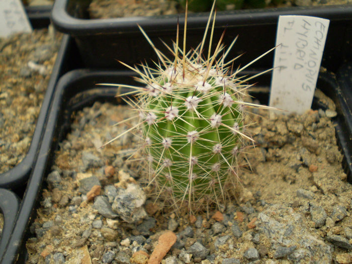 Echinopsis hybrid fl lila