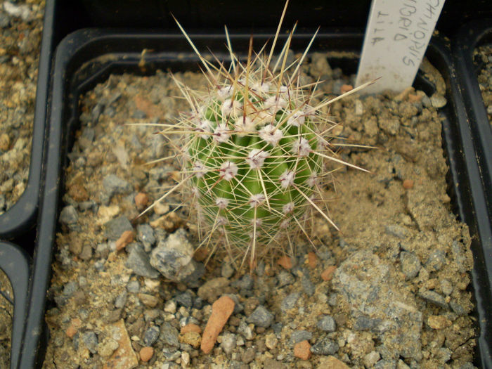 Echinopsis hybrid fl lila