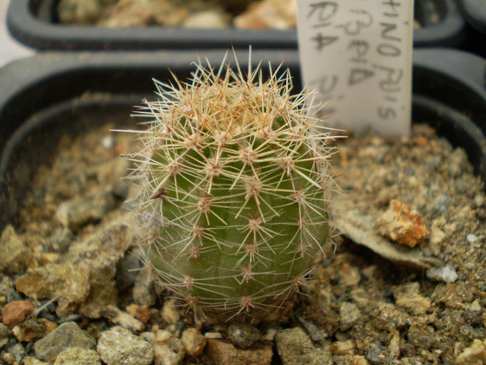 Echinopsis HB Maria Piazza