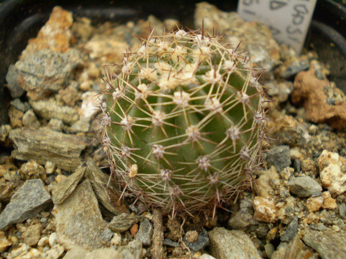 Echinopsis hb fl rosie